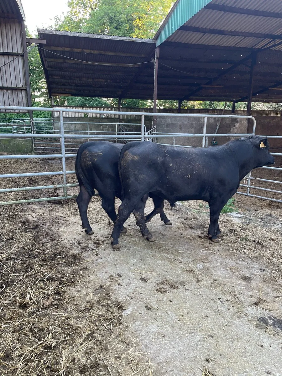 Aberdeen Angus Bulls - Image 1