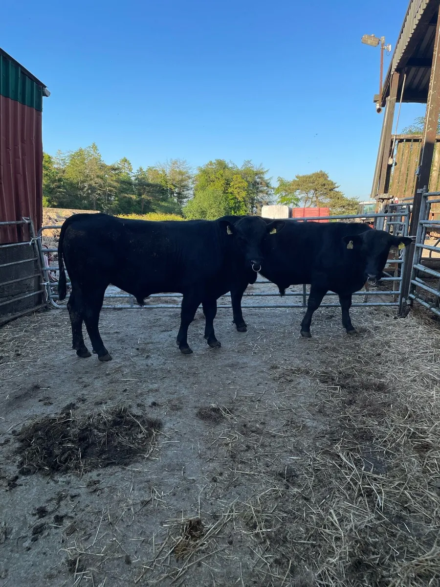 Aberdeen Angus Bulls - Image 3