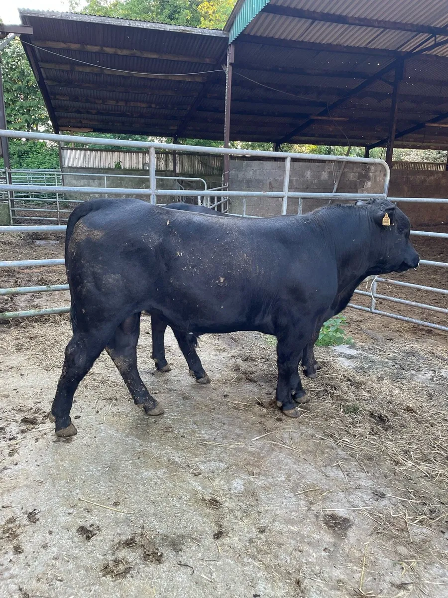 Aberdeen Angus Bulls - Image 2