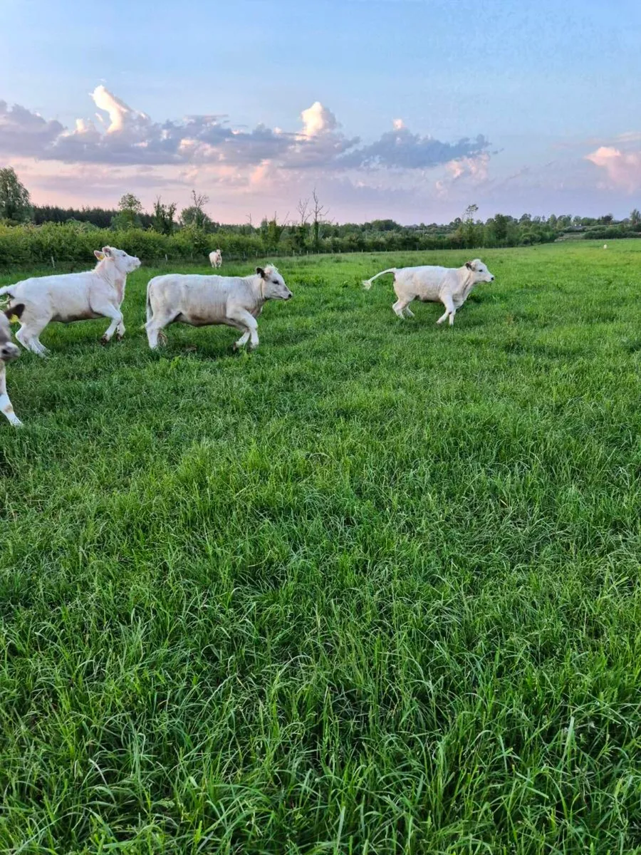 Weanlings. - Image 1