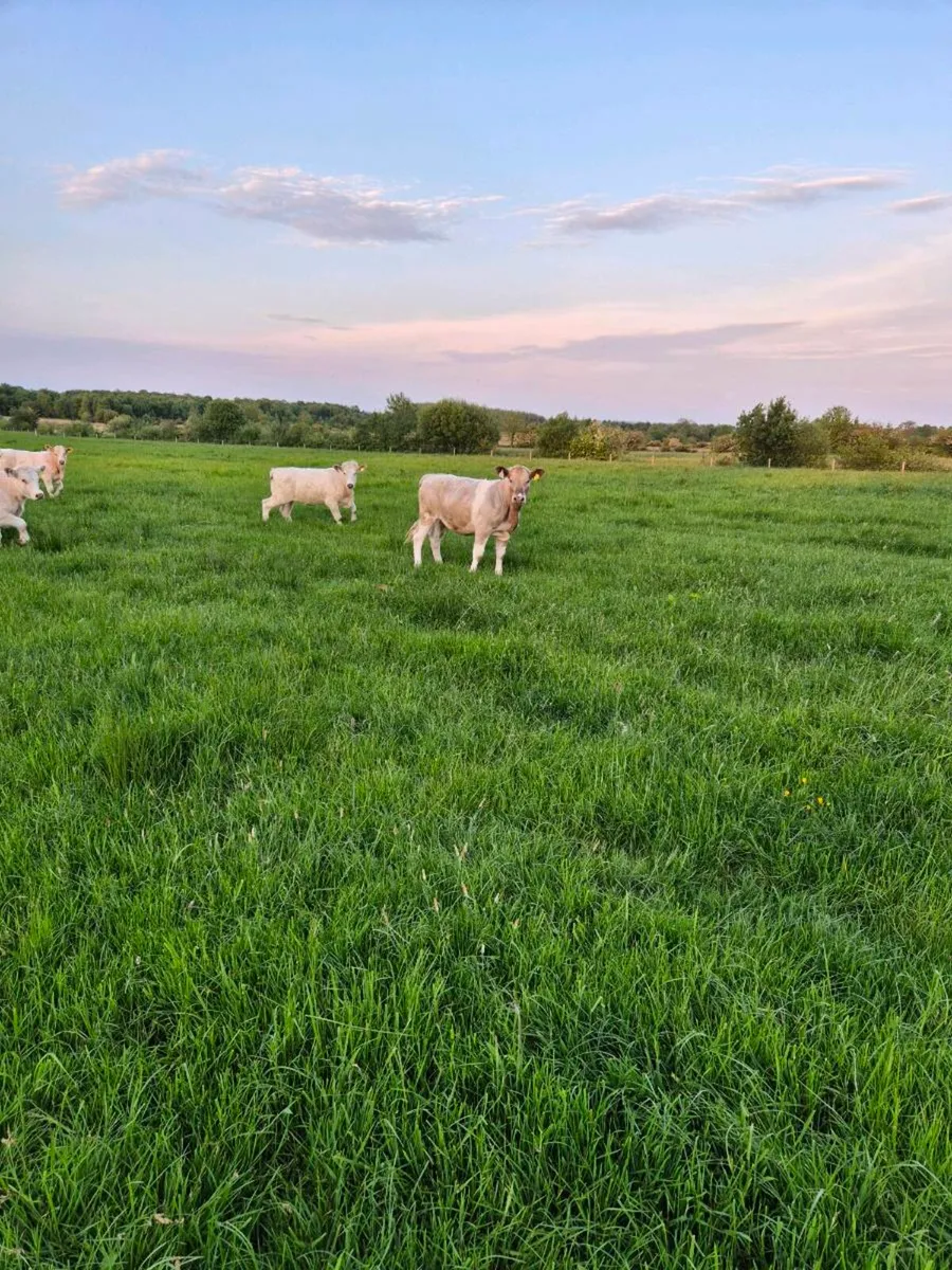 Weanlings. - Image 3