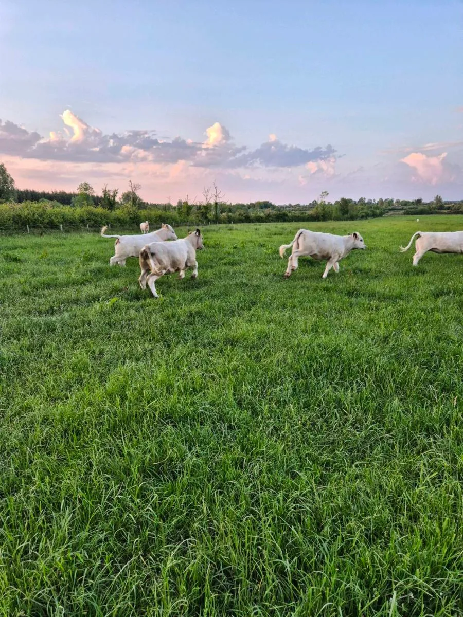 Weanlings. - Image 4