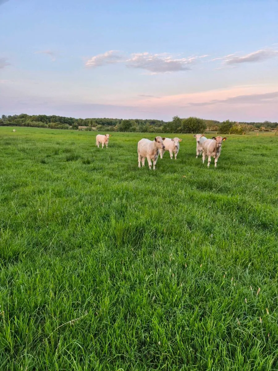 Weanlings. - Image 2