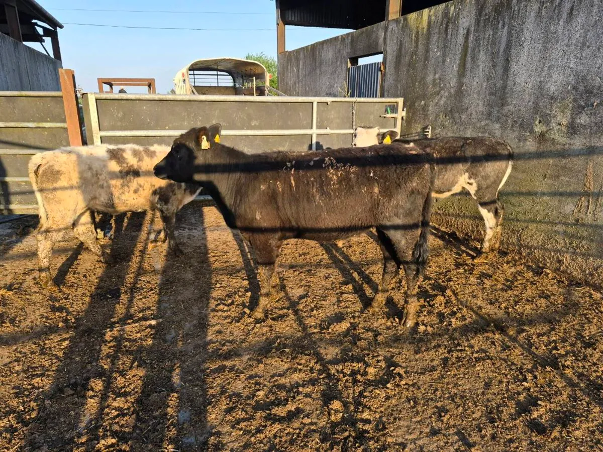 4 heifers - Image 2