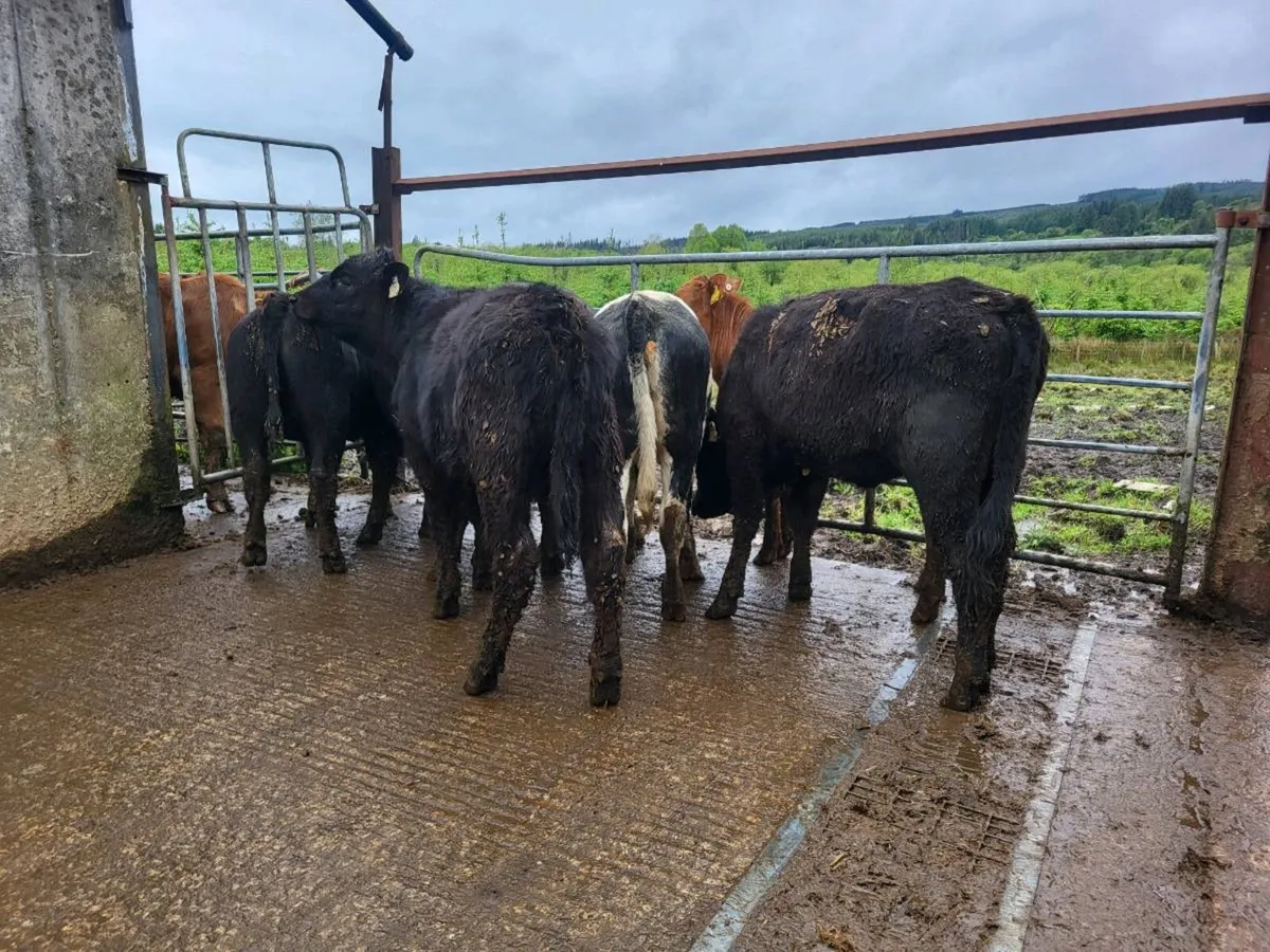 4 heifers - Image 3