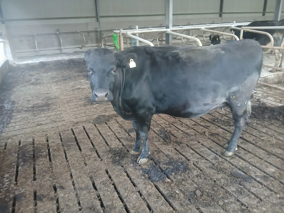 Livestock - Image 4