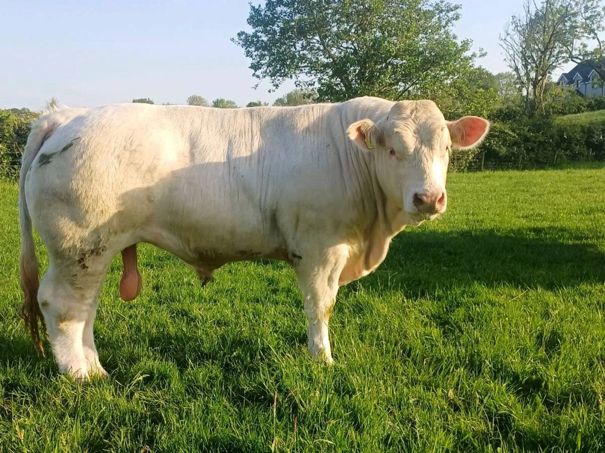Pedigree Charolais Bull - Image 2
