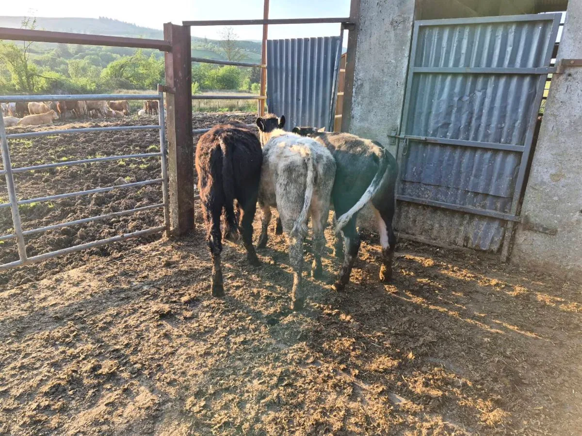 4 heifers - Image 1
