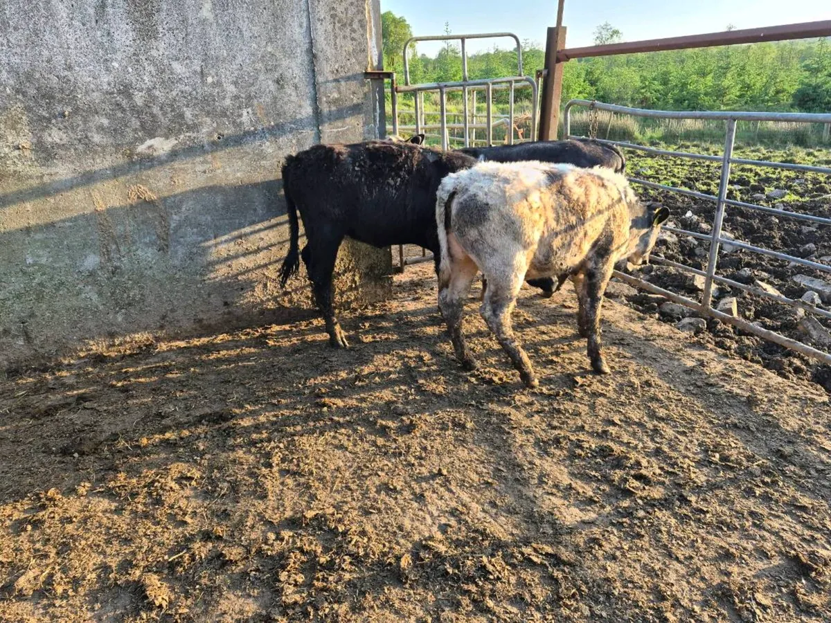 4 heifers - Image 4