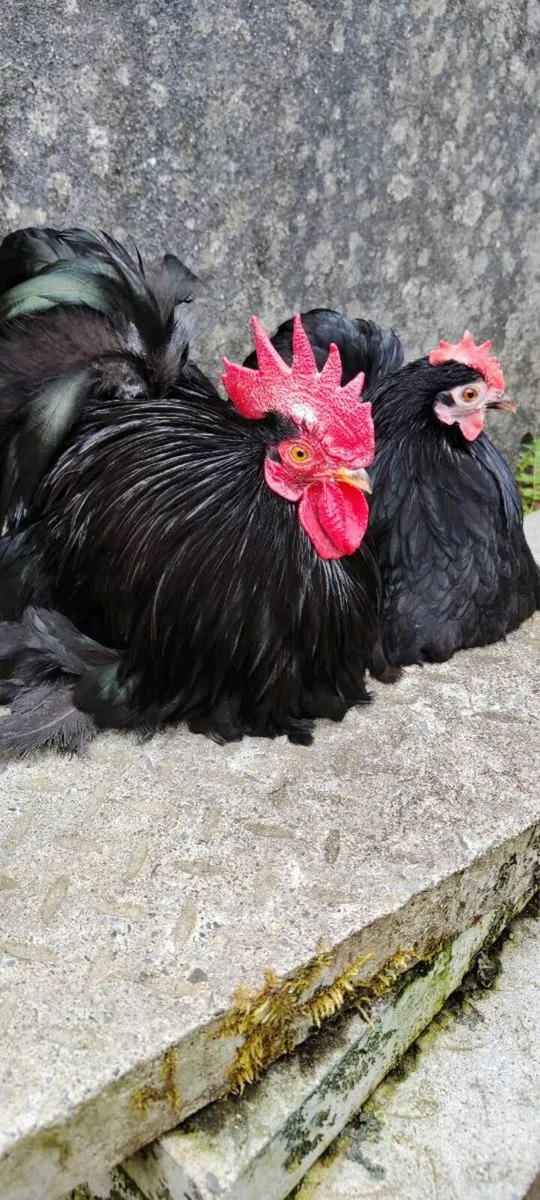 Pekin Pairs , Cemani, Orpington - Image 1