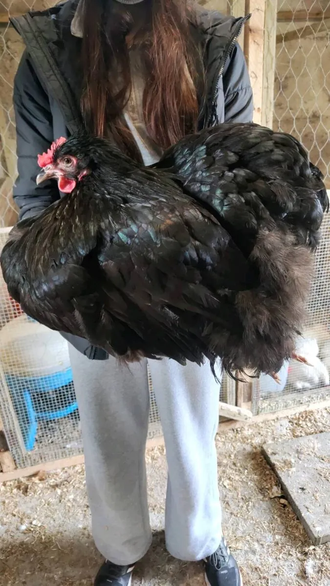 Pekin Pairs , Cemani, Orpington - Image 4