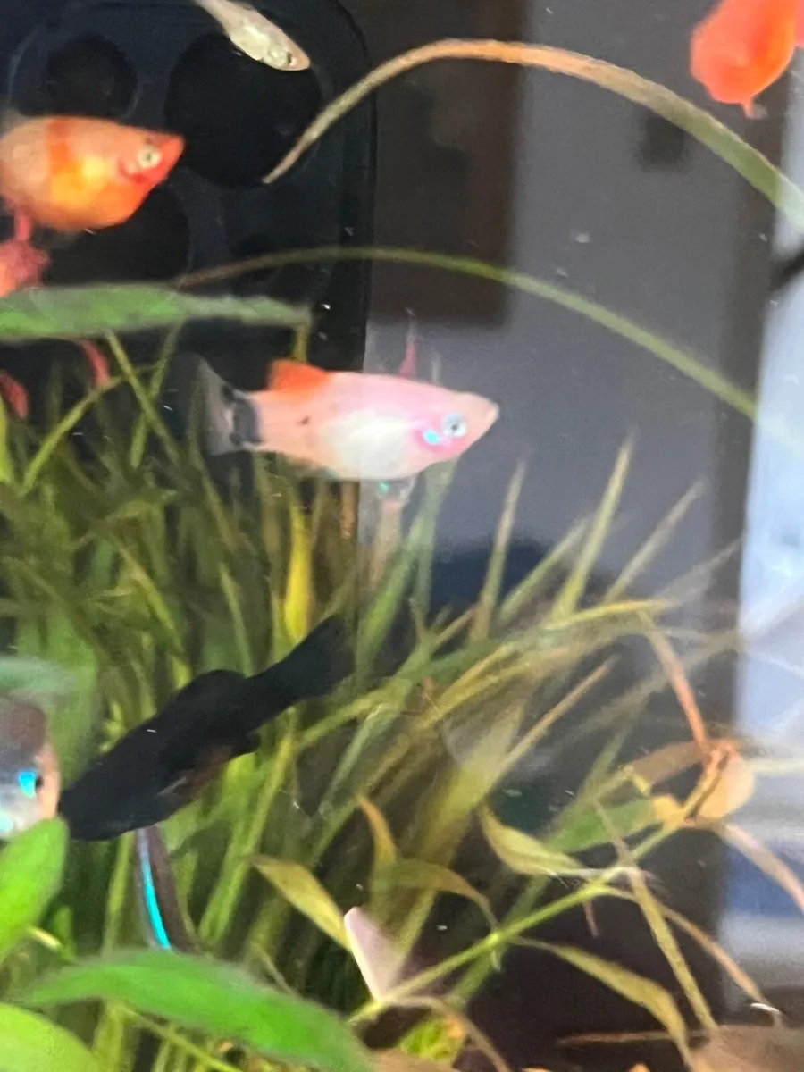 Platy, rainbow shiners, guppy, moly, medaka - Image 2