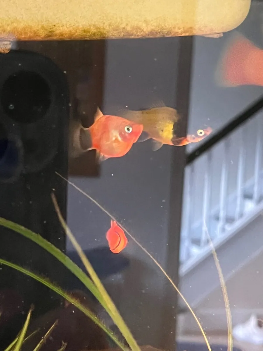 Platy, rainbow shiners, guppy, moly, medaka - Image 3