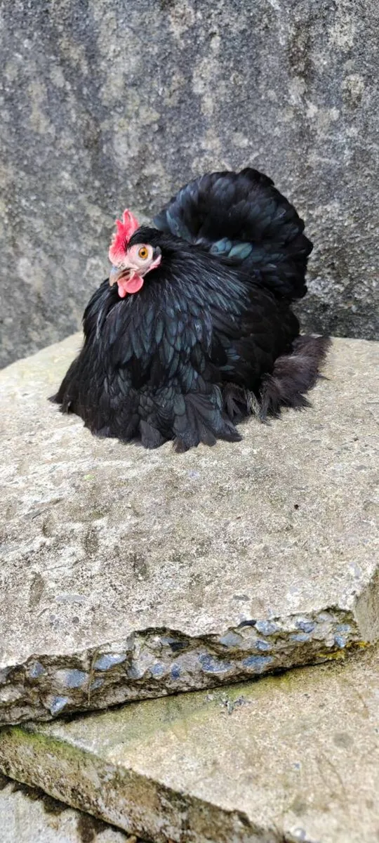 Pekin Pairs , Cemani, Orpington - Image 2