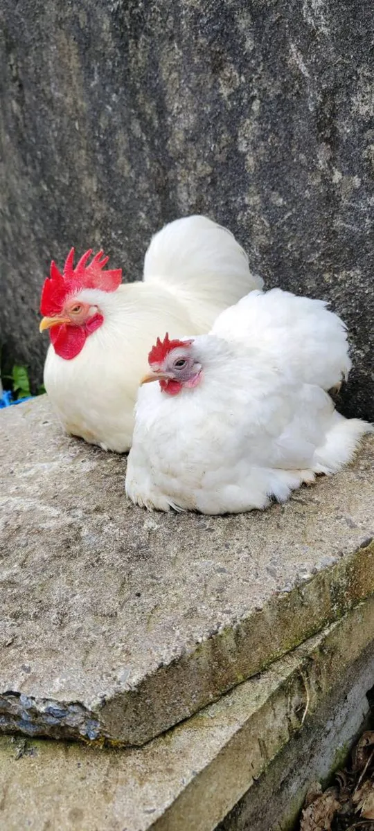 Pekin Pairs , Cemani, Orpington - Image 3