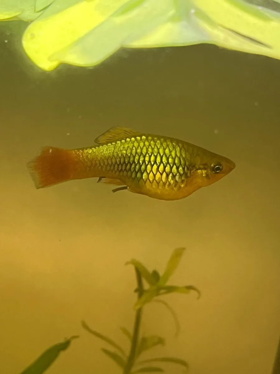 Platy, rainbow shiners, guppy, moly, medaka - Image 3