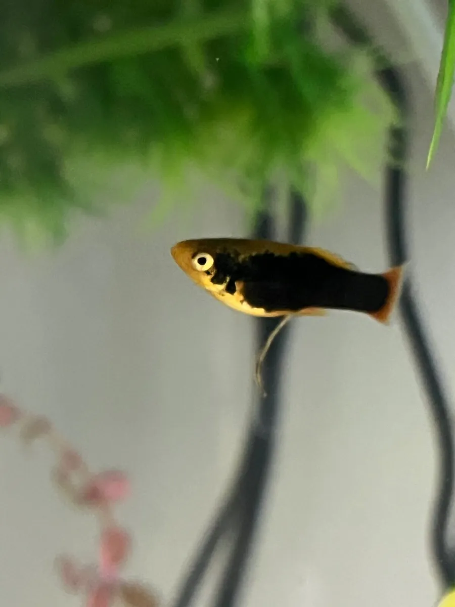 Platy, rainbow shiners, guppy, moly, medaka - Image 1