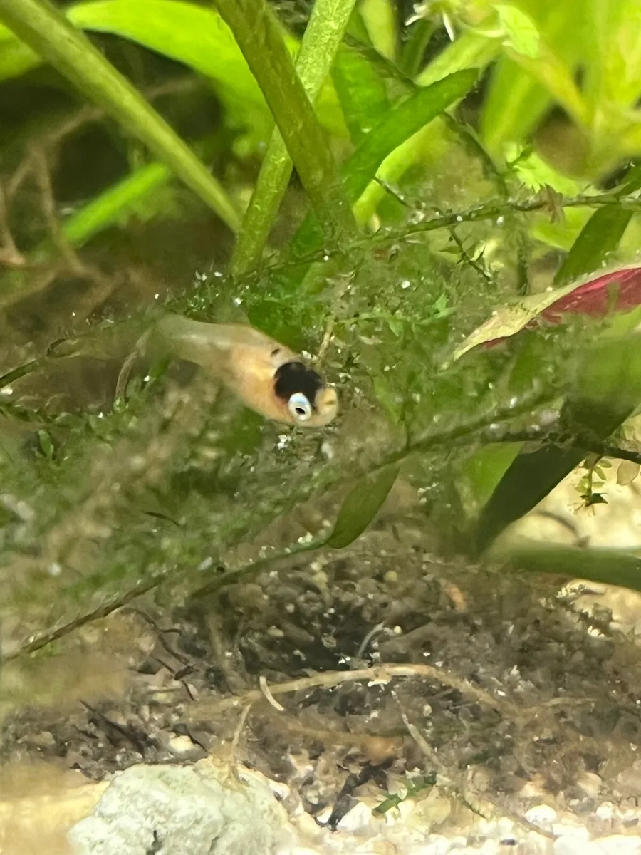 Platy, rainbow shiners, guppy, moly, medaka - Image 4