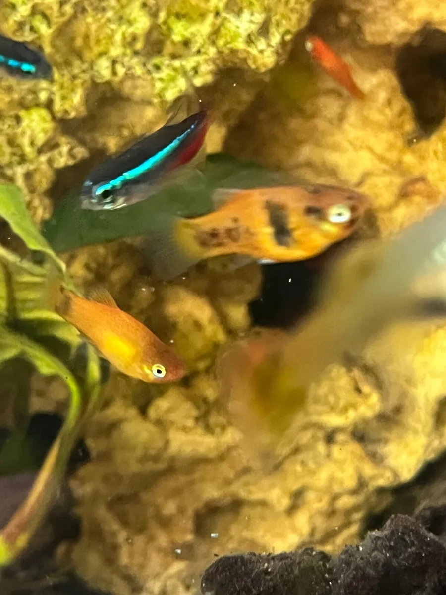 Platy, rainbow shiners, guppy, moly, medaka - Image 4