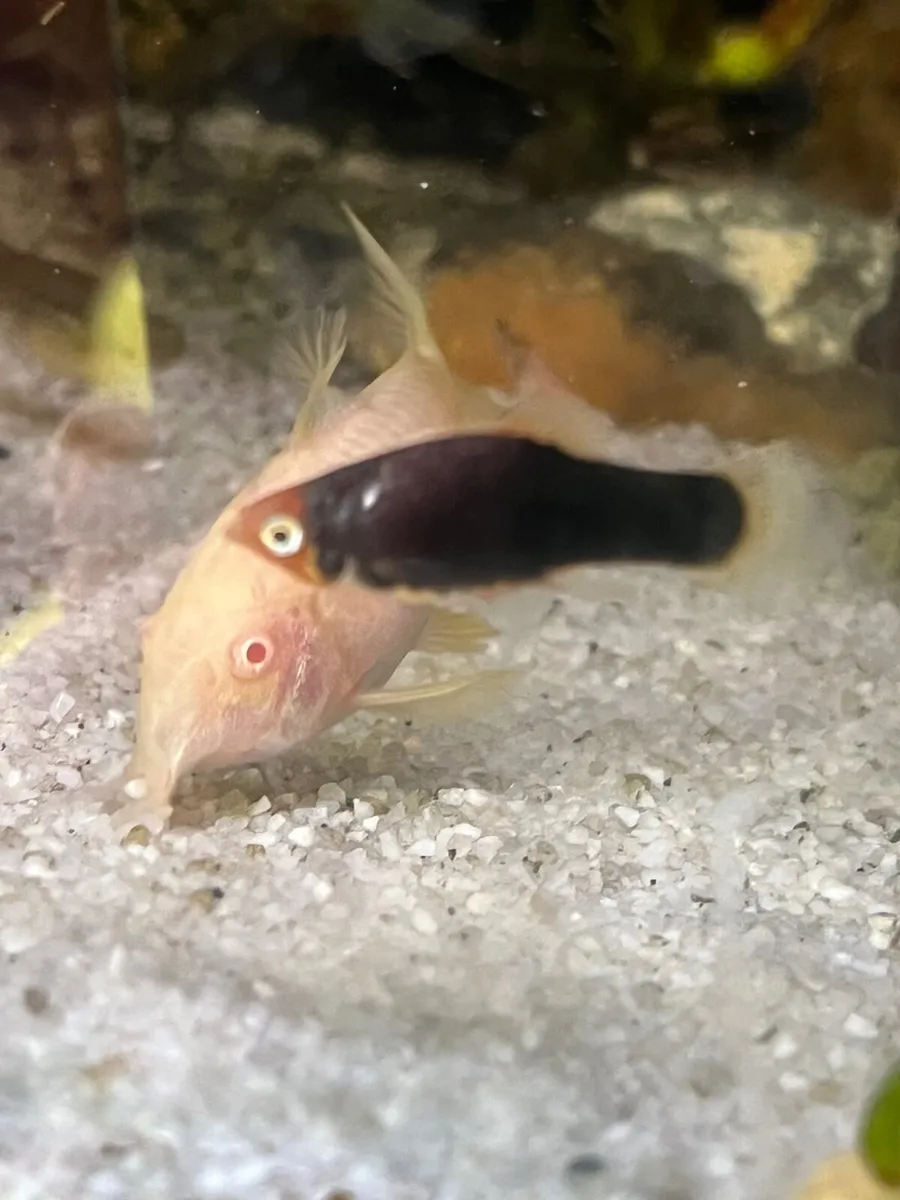 Platy, rainbow shiners, guppy, moly, medaka - Image 1
