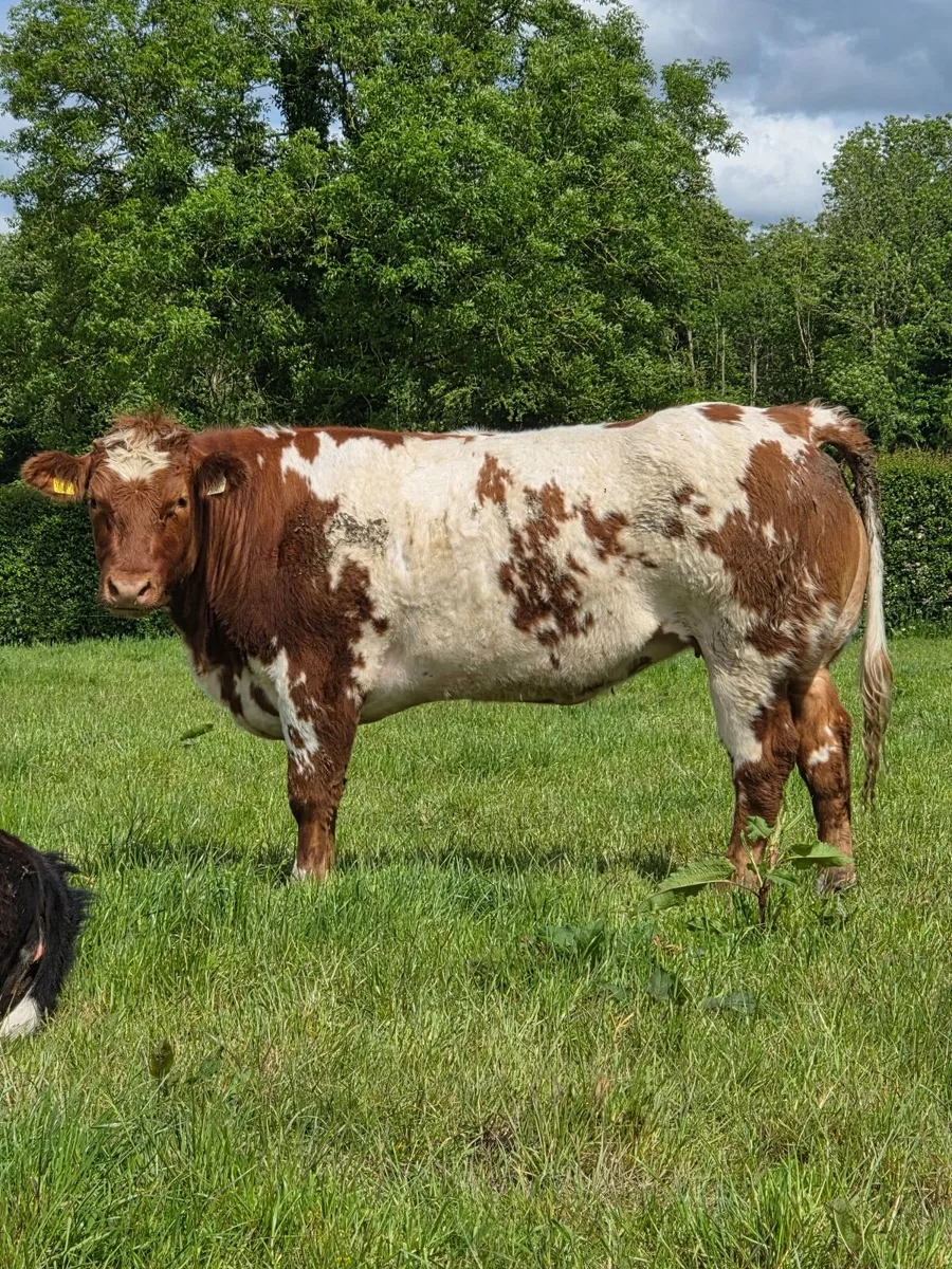 Roan/BB Heifers Ballinasloe Mart (Pen 94) Sat 30th - Image 1
