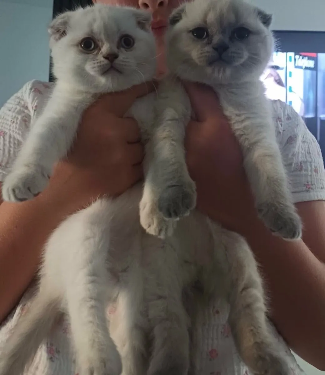 scottish fold kitten for sale - Image 1