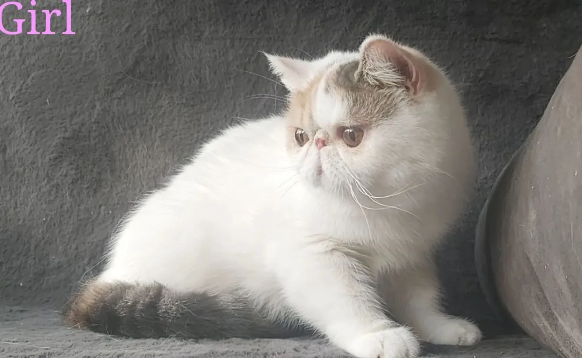 Exotic Shorthair Kitten cat - Image 1
