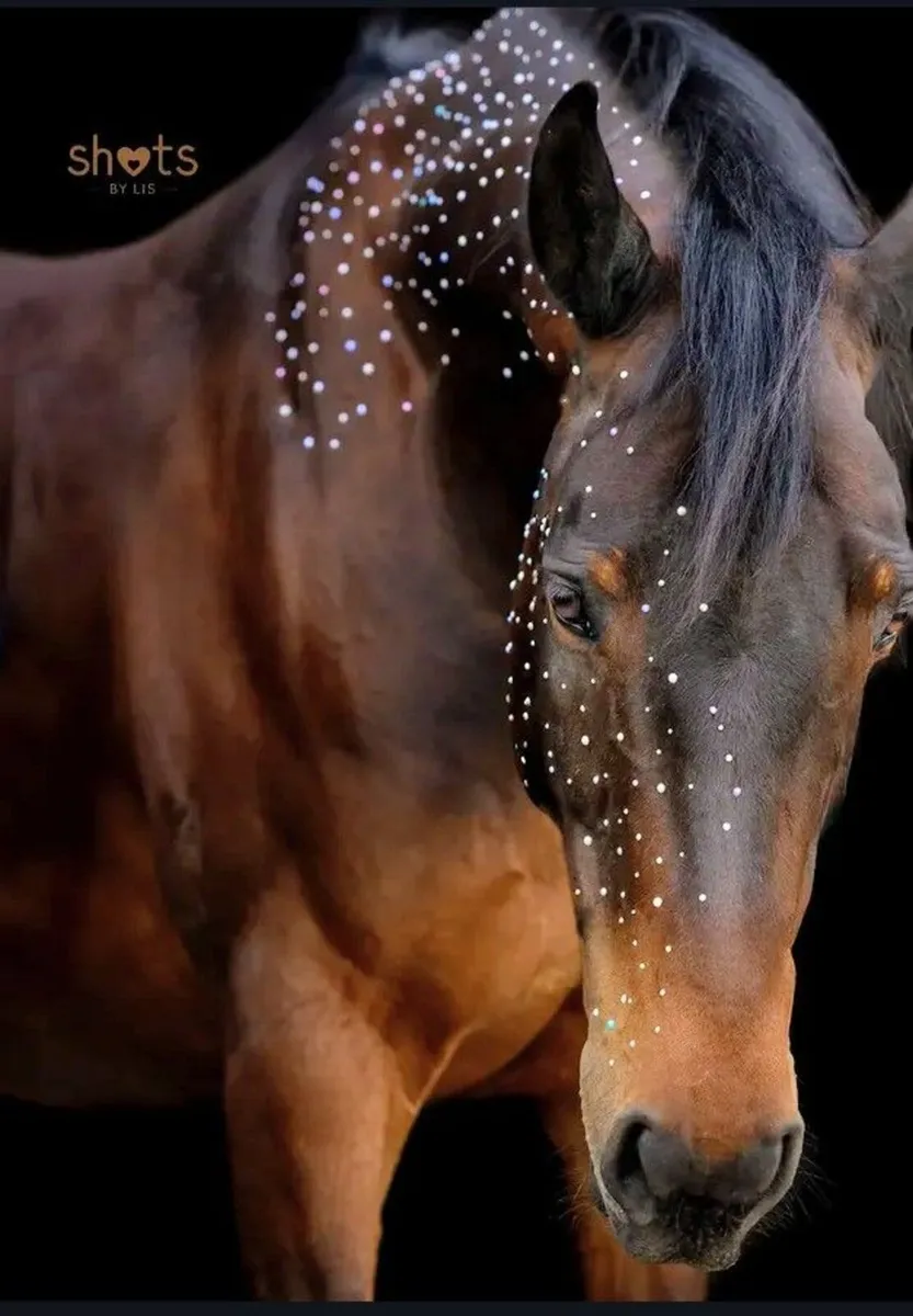 Wanted land for grazing for horses