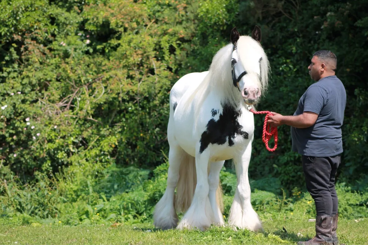 6 years old piebald mare - Image 4