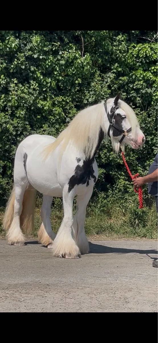 6 years old piebald mare - Image 2