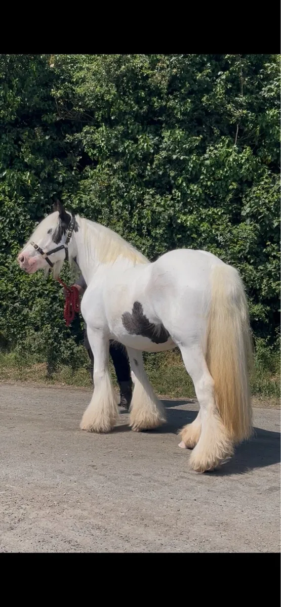 6 years old piebald mare - Image 3