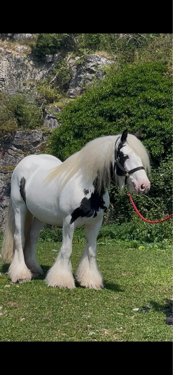 6 years old piebald mare - Image 1
