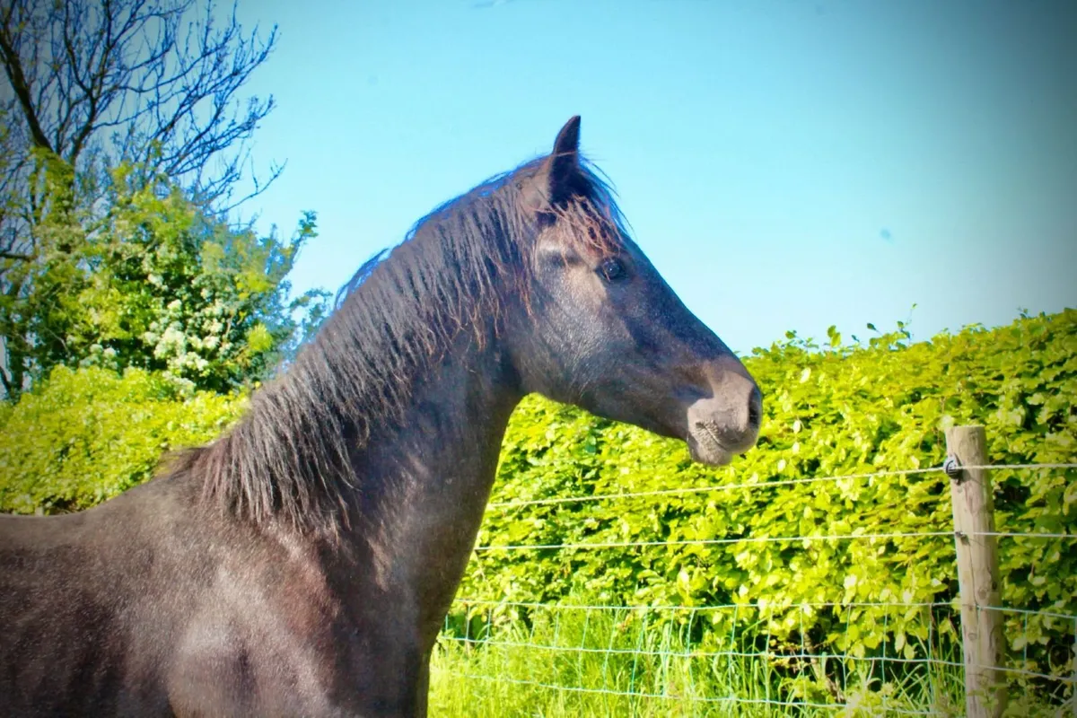 Pumpkins Pondi colt - Image 3