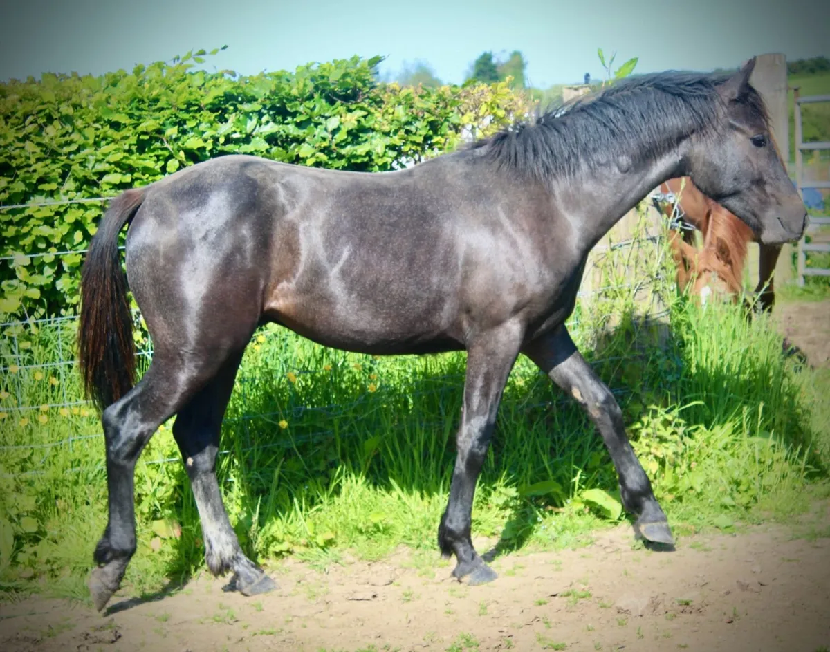 Pumpkins Pondi colt - Image 4
