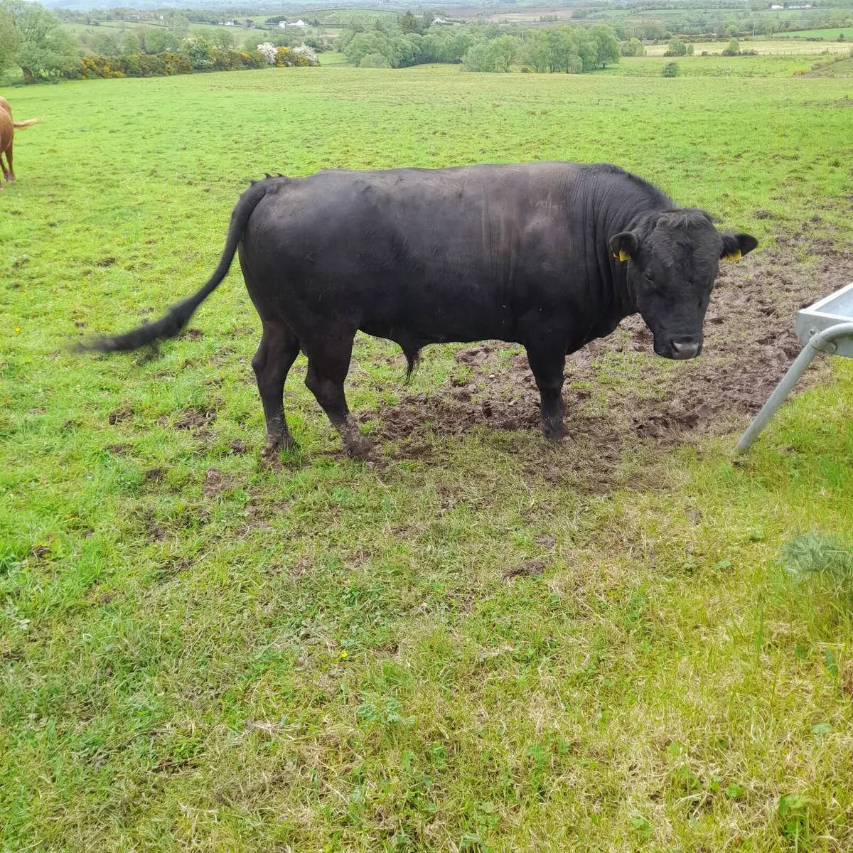 Dexter bull - Image 1