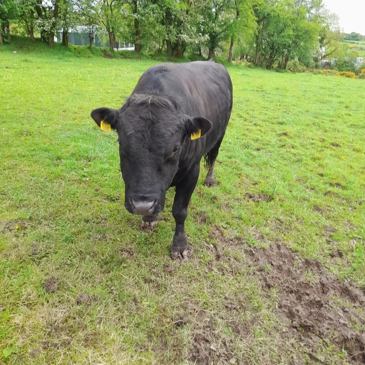 Dexter bull - Image 2