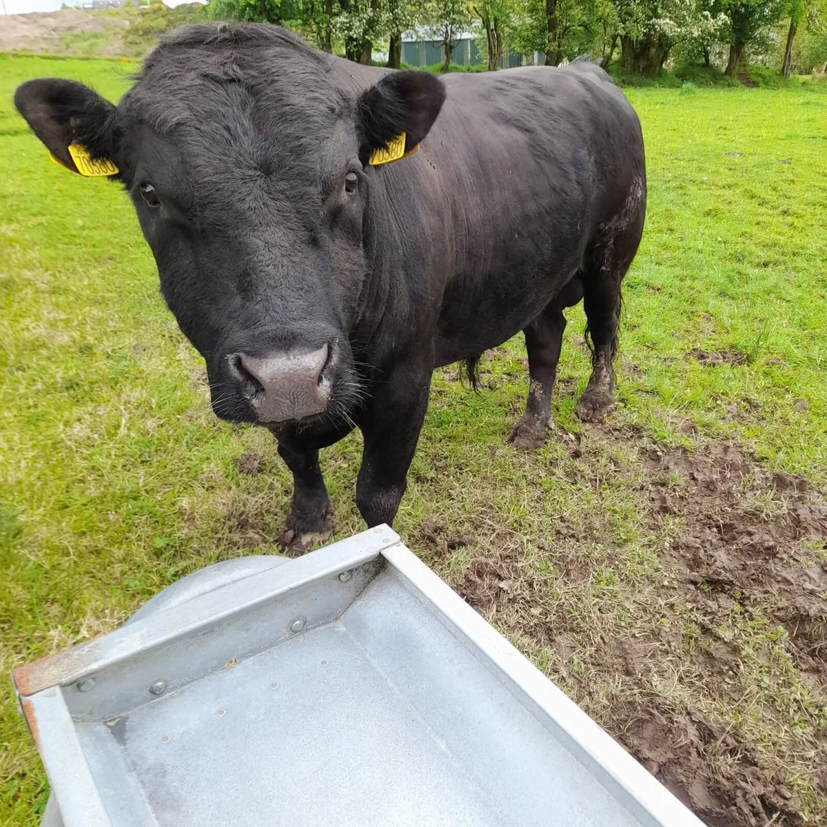 Dexter bull - Image 3