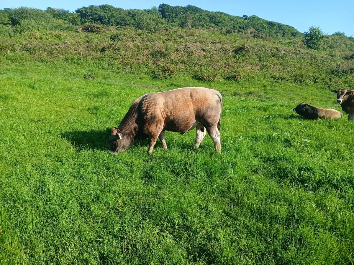 Certified Organic Aubrac Bulls for Sale - Image 2