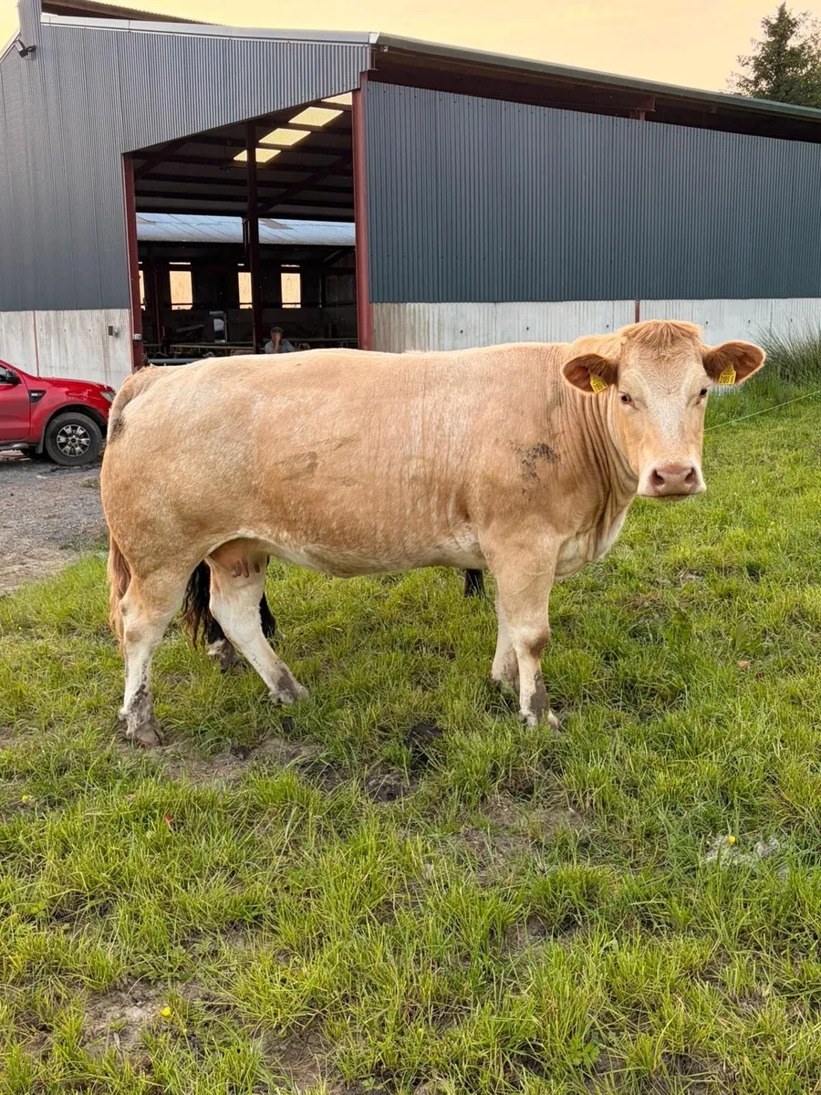 Cows - Image 1