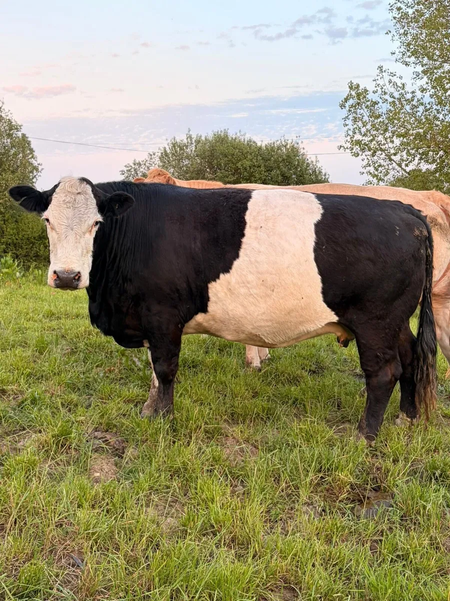 Cows - Image 2