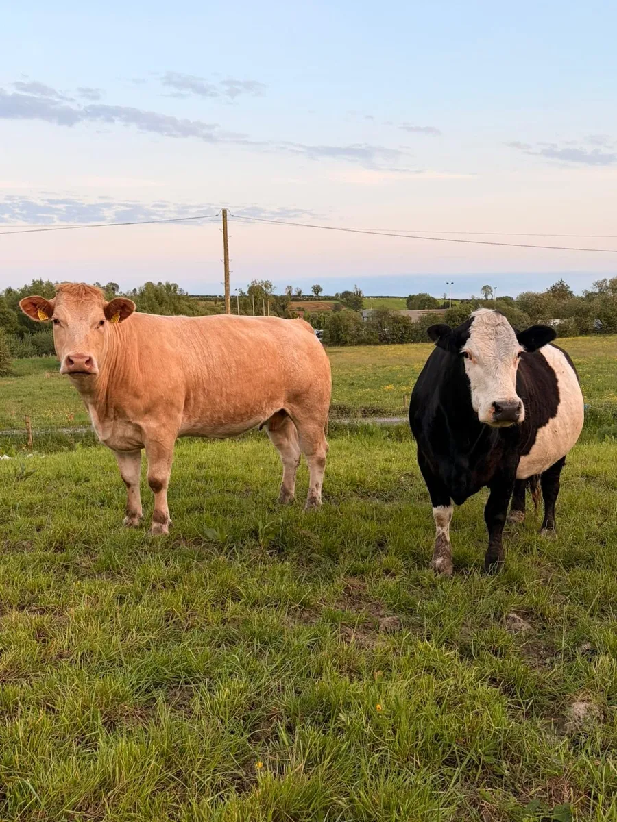 Cows - Image 3