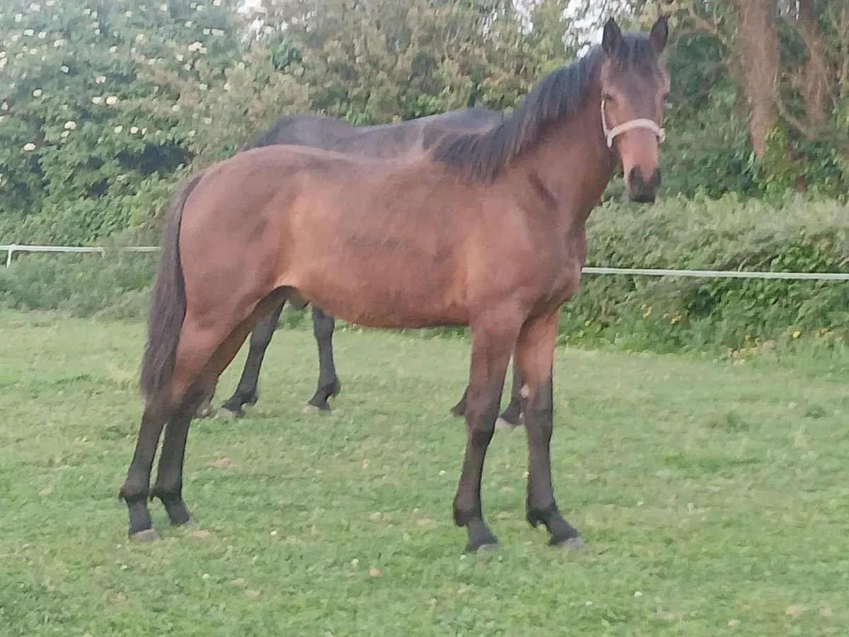 Horses - Image 1