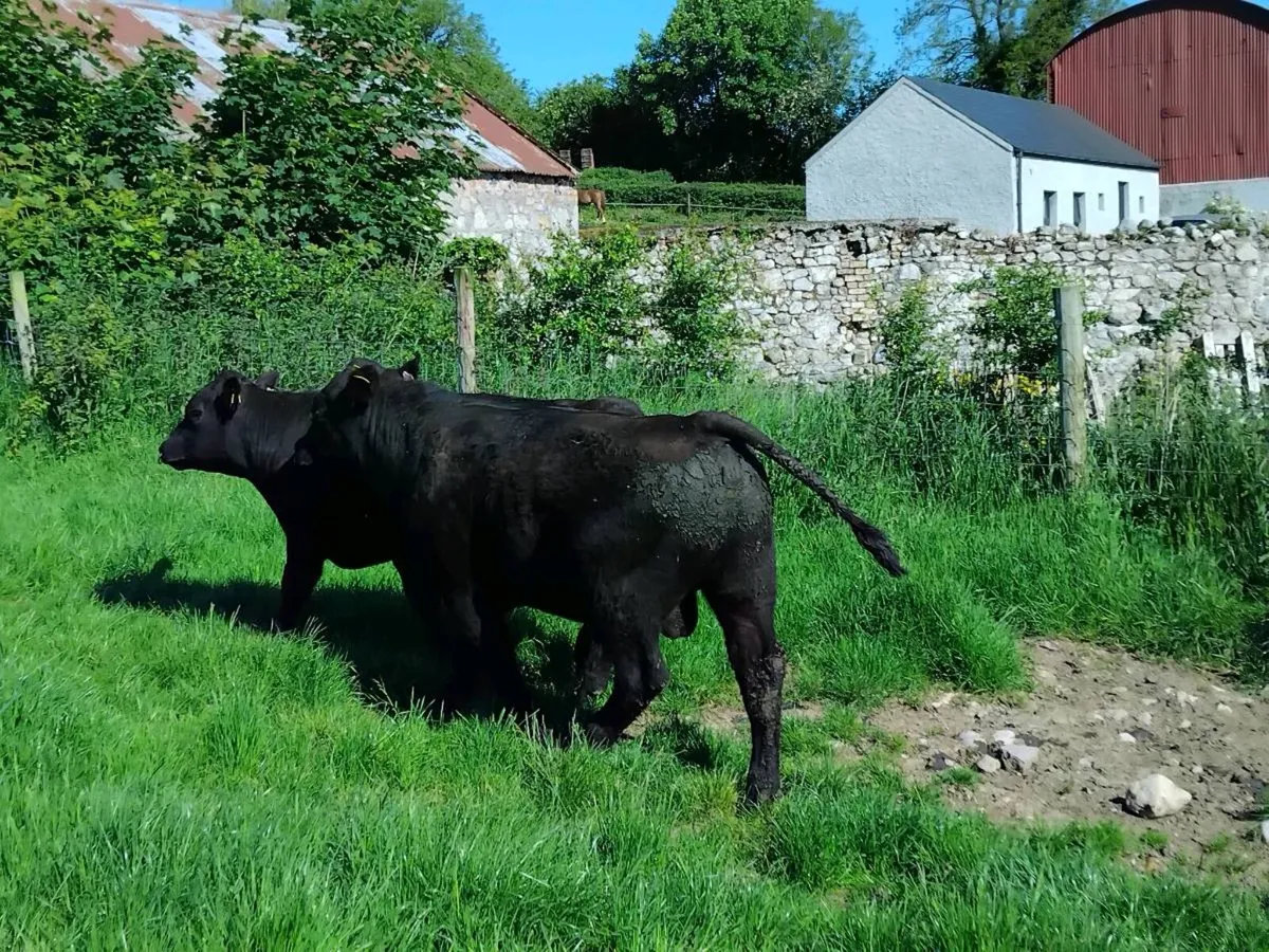 Aa and Hereford bulls - Image 4