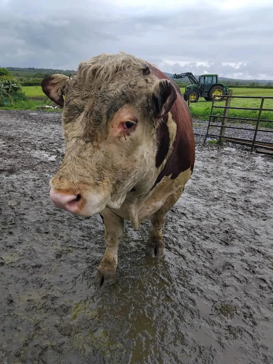 Aa and Hereford bulls - Image 3