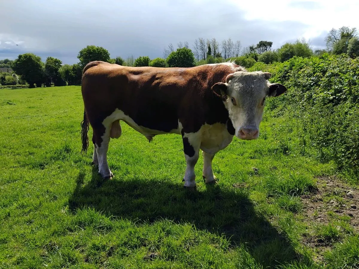 Aa and Hereford bulls - Image 4