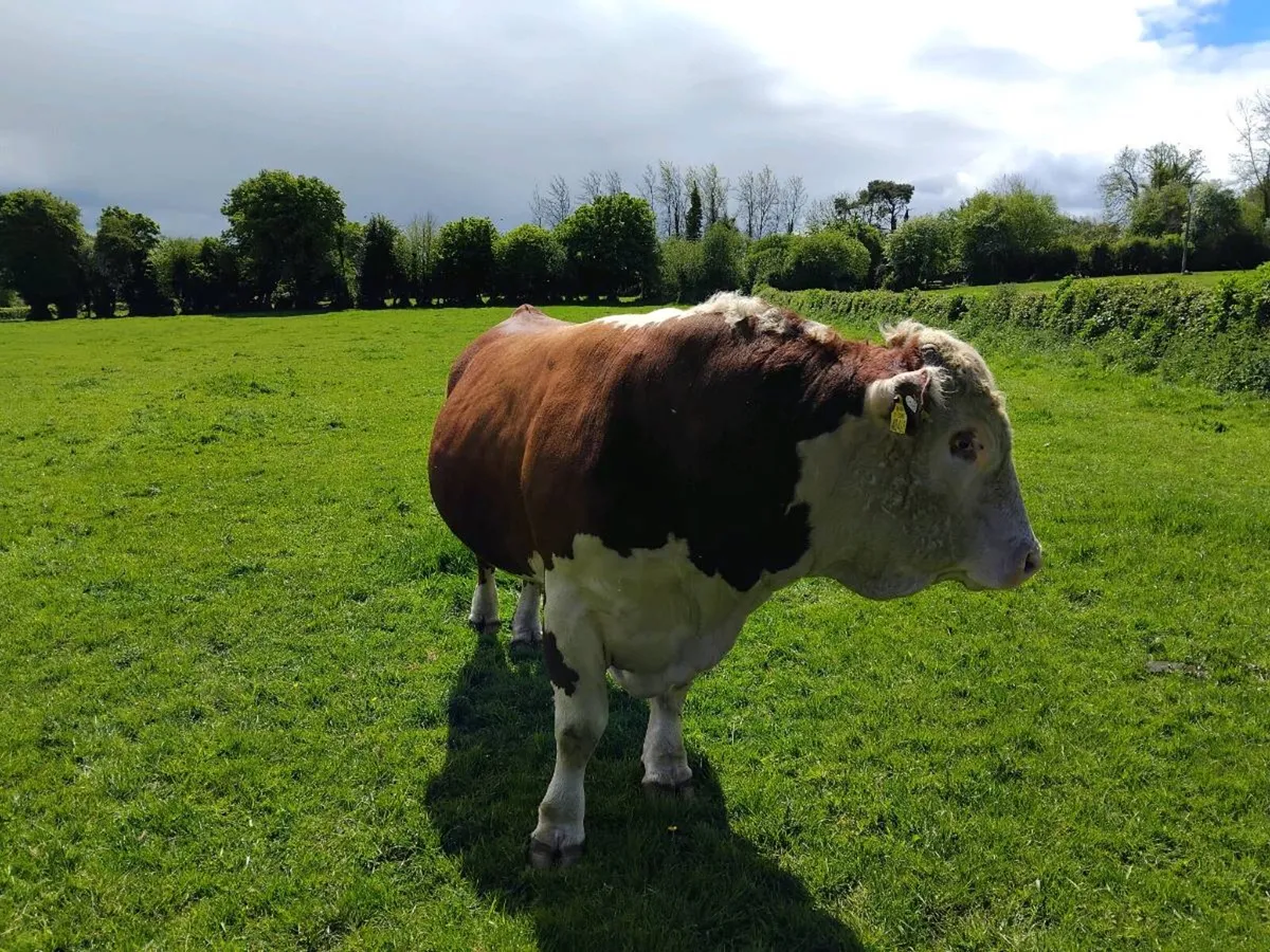 Aa and Hereford bulls - Image 1