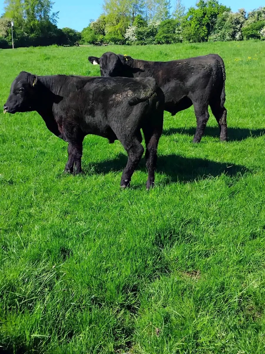 Aa and Hereford bulls - Image 2