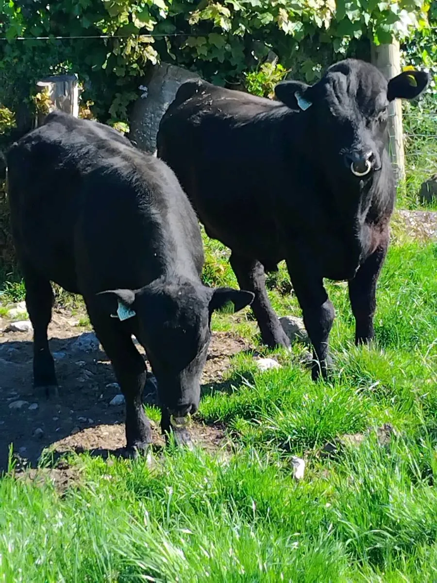 Aa and Hereford bulls - Image 1