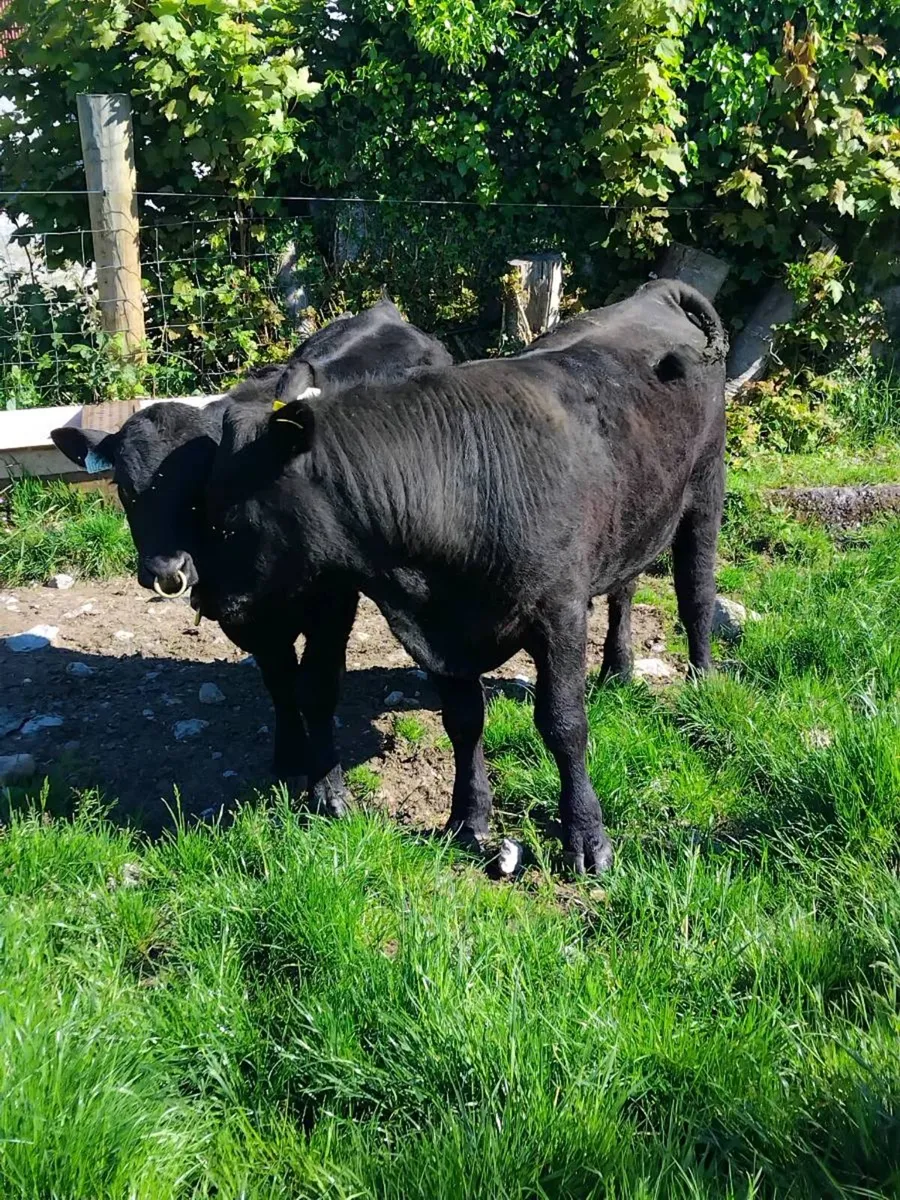 Aa and Hereford bulls - Image 3