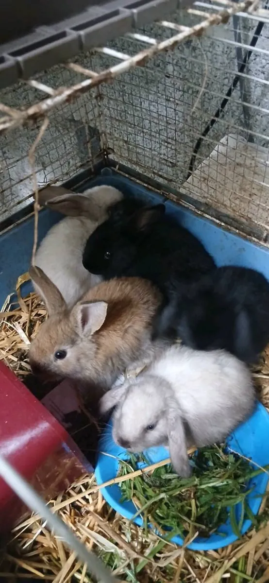 Beautiful Pure lopp rabbitts Ready to Go - Image 4